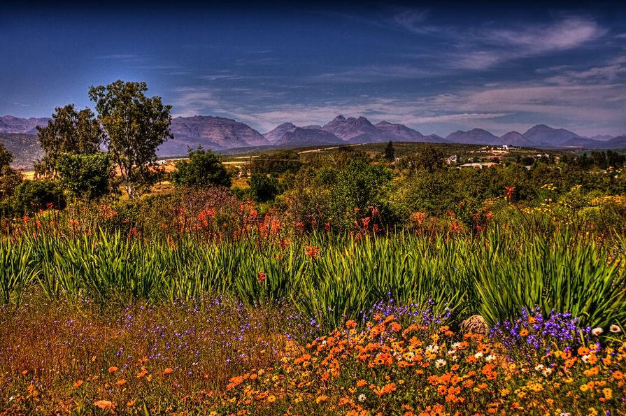 شکوفه در Namaqualand