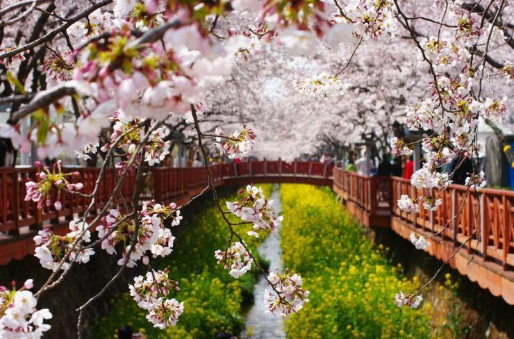 جشنواره شکوفه های گیلاس در چانگوون، کره جنوبی