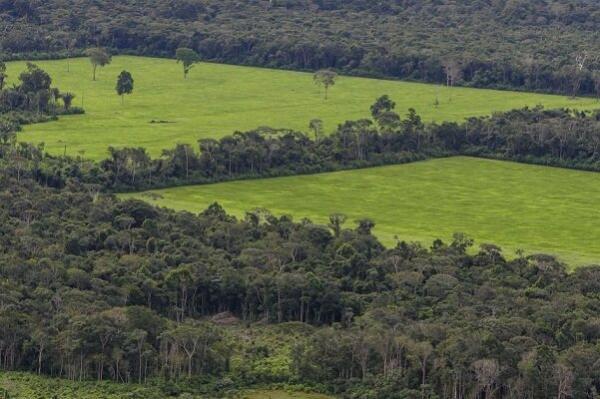 فروش غیرقانونی جنگل های آمازون به وسیله فیس بوک