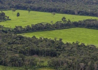 فروش غیرقانونی جنگل های آمازون به وسیله فیس بوک