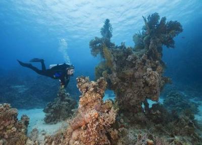 احتمال نجات مرجان های جهان باکمک صخره های مرجانی دریای سرخ
